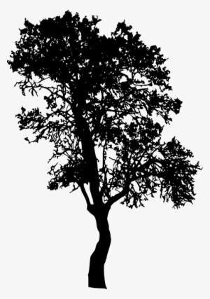 Free Png Tree Silhouette Png Images Transparent - Portable Network Graphics #1765084