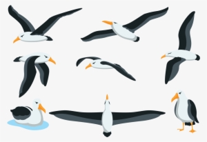 Albatross Clipart Beach - Albatross Vector Png #1766294