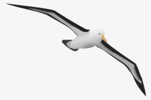 Albatross Clipart Beach - Albatross Png #1766330