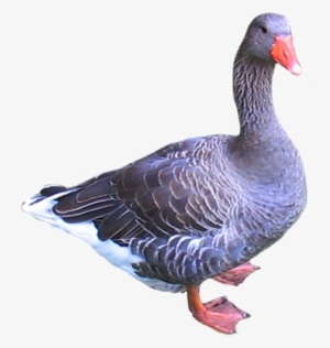 Pigeon Clip Art - Goose Clipart Png Transparent #1766525