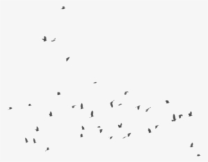 Bird Silhouette - Flock #1767227 Bird Silhouette - Flock #1767227