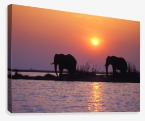 Elephant Silhouettes Canvas Print - Indian Elephant #1767376