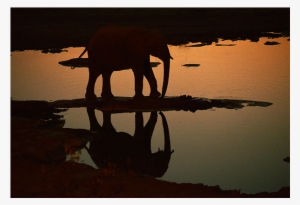 Namibia Elephant Silhouette - Canvas #1767529