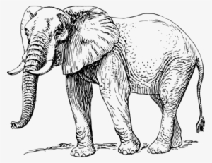 Elephants Black And White Drawing African Elephant - African Elephant Black And White #1767635