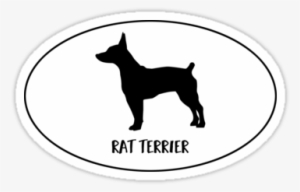 Rat Terrier Docked Tail Dog Classic Breed Silhouette - Characteristics Doberman #1767802