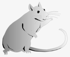 Animal Rat Rodent Rat Rat Rat Rat Rat - Clip Art #1768001