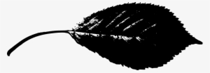 Leaf Silhouette Transparent Background #1768180