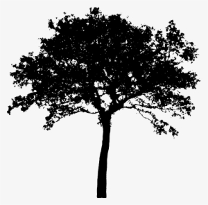 Tree, Bush, Nature, Leaves, Trunk, Silhouette - Deep In The Wood #1768627
