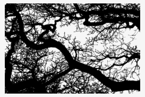 This Free Icons Png Design Of Sprawling Leafless Tree #1769262