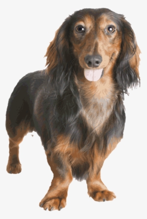 Dachshund Clipart Long - Dachshund #1770598