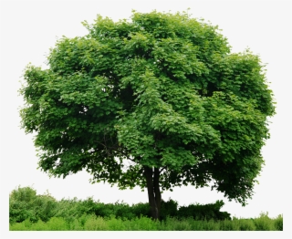 Download Tree Png Hd Clipart Clip Art Tree Plant Grass - Mind Blowing Bonsai Journal: 150 Page Lined Journal #1789563