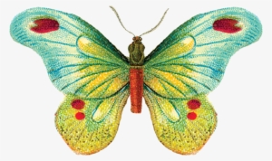 Tattly Butterfly 1 Fiona Richards 00 V=1532012833 - Tattly Temporary Tattoos, Butterfly 1, 5ml #1791372