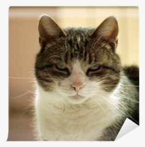 Domestic Short-haired Cat #1792851