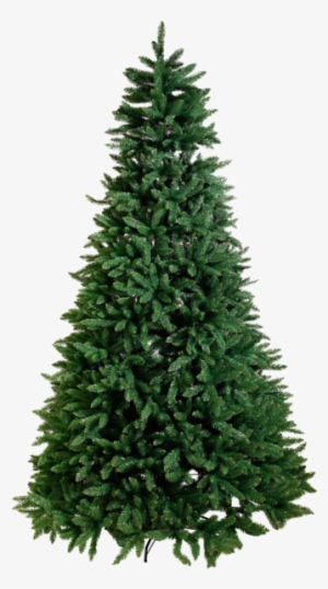 Christmas Tree Calgary - Fraser Fir Christmas Tree #1794342