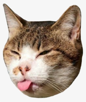 Kitten Summer Olympics - Samsung Galaxy Funny Hd #1794709