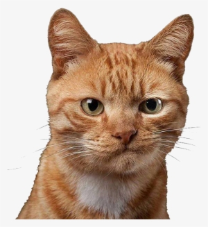 Womens Silver Wig New Hair Accessories #1795266