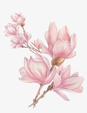 Find This Pin And More On Watercolor By Michelle Luong - 玉兰 花 水彩画 #1796248