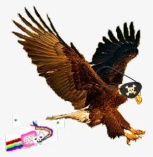 Anyanymous Lulzism - Bald Eagle #1797011 Anyanymous Lulzism - Bald Eagle #1797011