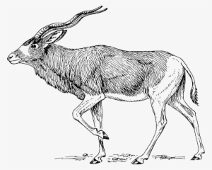 Horns, Animal, Antlers, Walking, Antelope, Pose - Addax Antelope #1797670