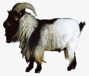 Boer Goat Nigerian Dwarf Goat Sheep Cattle - Goat Animal Hd Png #1797674