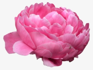 Peonies Png Photo - Pink Peony Transparent Background #1799045