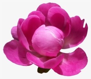 Peonies Png Pic - Png Peony #1799093