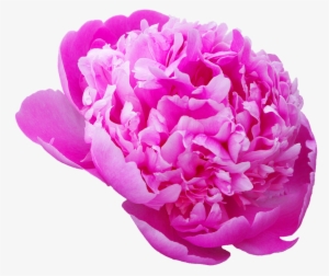 Peony, Transmission, Flowers, Pink Flower - Цветы Пион В Png #1799195