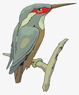 Bird Wings Beak Feathers Transparent Image - King Fisher Clipart #1799438