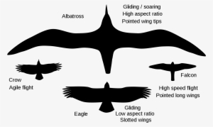 Bird Wings - Gliding Crow #1799518 Bird Wings - Gliding Crow #1799518