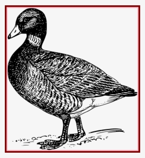 Duck Mallard Bird Wings Transparent Image Of - Duck #1799664