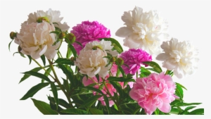 Peony, Roses, Spring, Blossom, Bloom, Flower, Nature - Friday Greetings #1799667