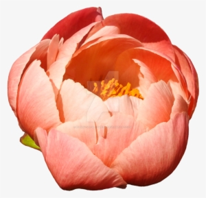 Colored Png By Bunny With Camera On - Portable Network Graphics #1799711