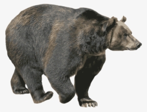 Bear Png Image Without Background - Black Bear With No Background #180135