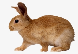 Rabbit Png Image - Rabbit Png #180880