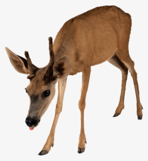 Free Png Deer Png Images Transparent - Evolutionary Analysis #180937