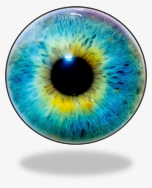 Eye Lens Eye Lens Png Eye Png Free Download - Optical Illusion Pic Of Animals #181253
