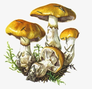 Read It - Botanical Illustration #181721