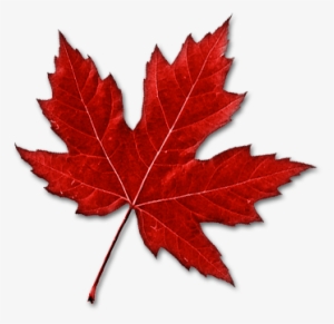 Canada Leaf Png Image - Real Canadian Maple Leaf #181809