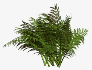 Vector Freeuse Fern Clipart Planter - Clip Art #182139