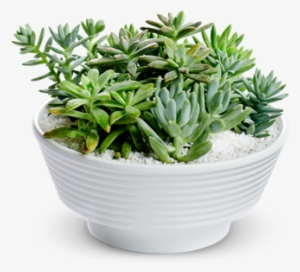 Bouquet Of Succulents Png Png Library Download - Succulent Plant - Free ...