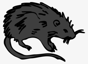 Rat Black Rodent #182541