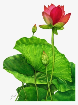 Lotus Png #182963