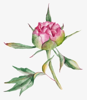 Beach Rose Watercolor Painting Drawing - Watercolor Painting #183147