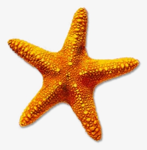 Starfish Png Transparent Starfish - Starfish Png #183220