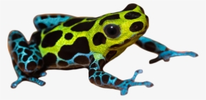Poison Dart Frog Png Pic - Poison Dart Frog Png #183319