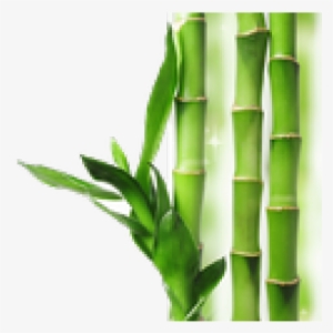 Transparent Background Bamboo Transparent #183370
