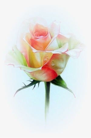 Roses,pink,roze,rosa, - Fiore Disegni Matite Acquerellabili #183542