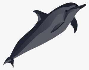 Spinner Dolphin Clipart Vector - Illustration #184075