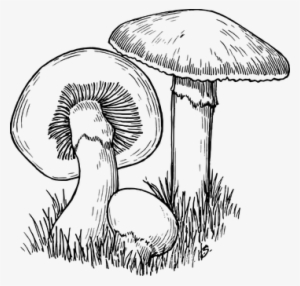 Mushroom Fungus Plants Toadstool Mushroom - Drawing Of A Fungi #184548