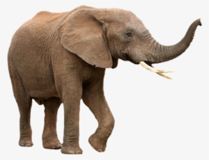 Elephant Trunk Png Graphic Free Download - Elephant Isolated #184699